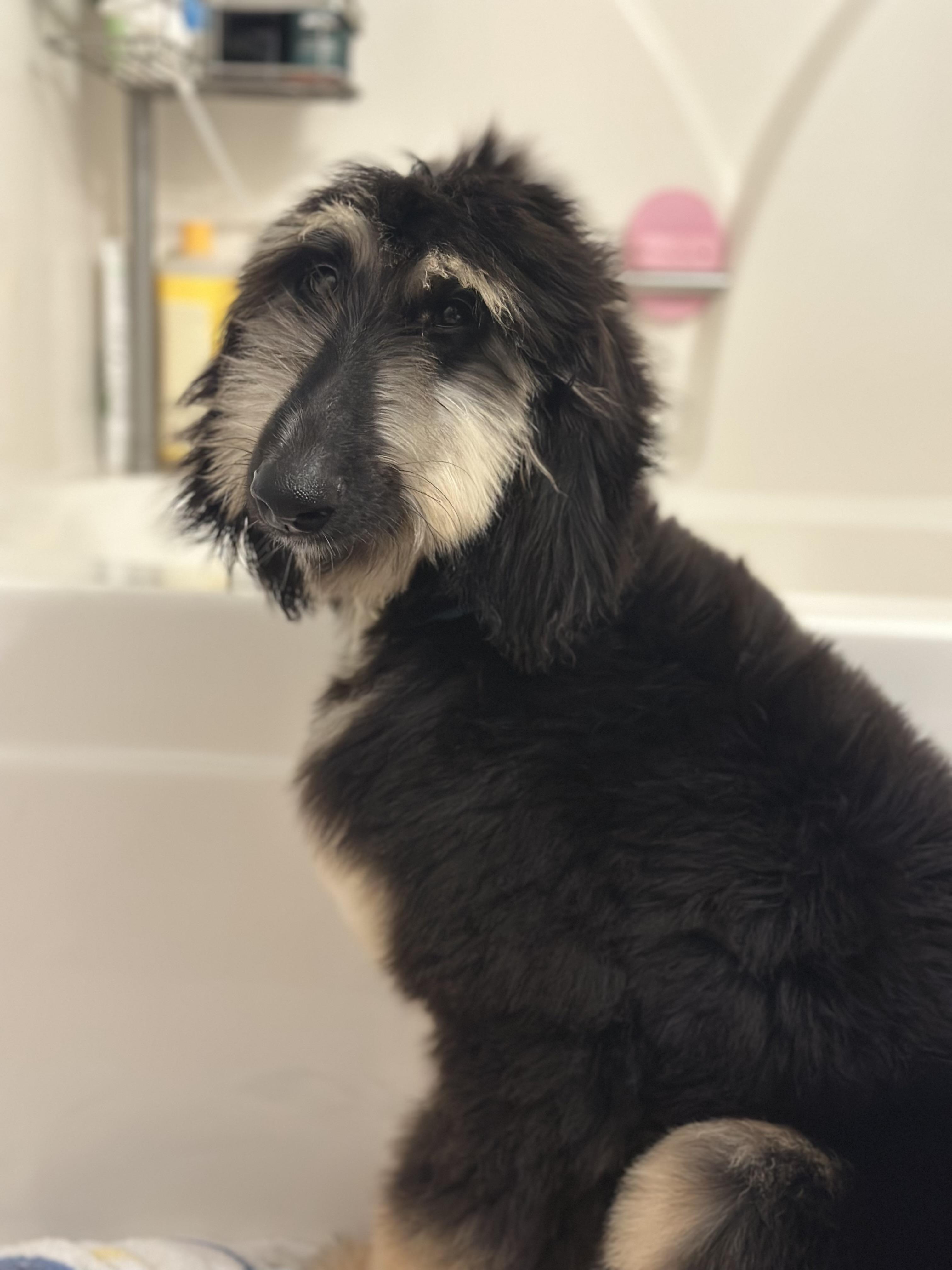 Enlarge Chippy, a ADOPTABLE Afghan Hound in Atlanta, GA image 2/5