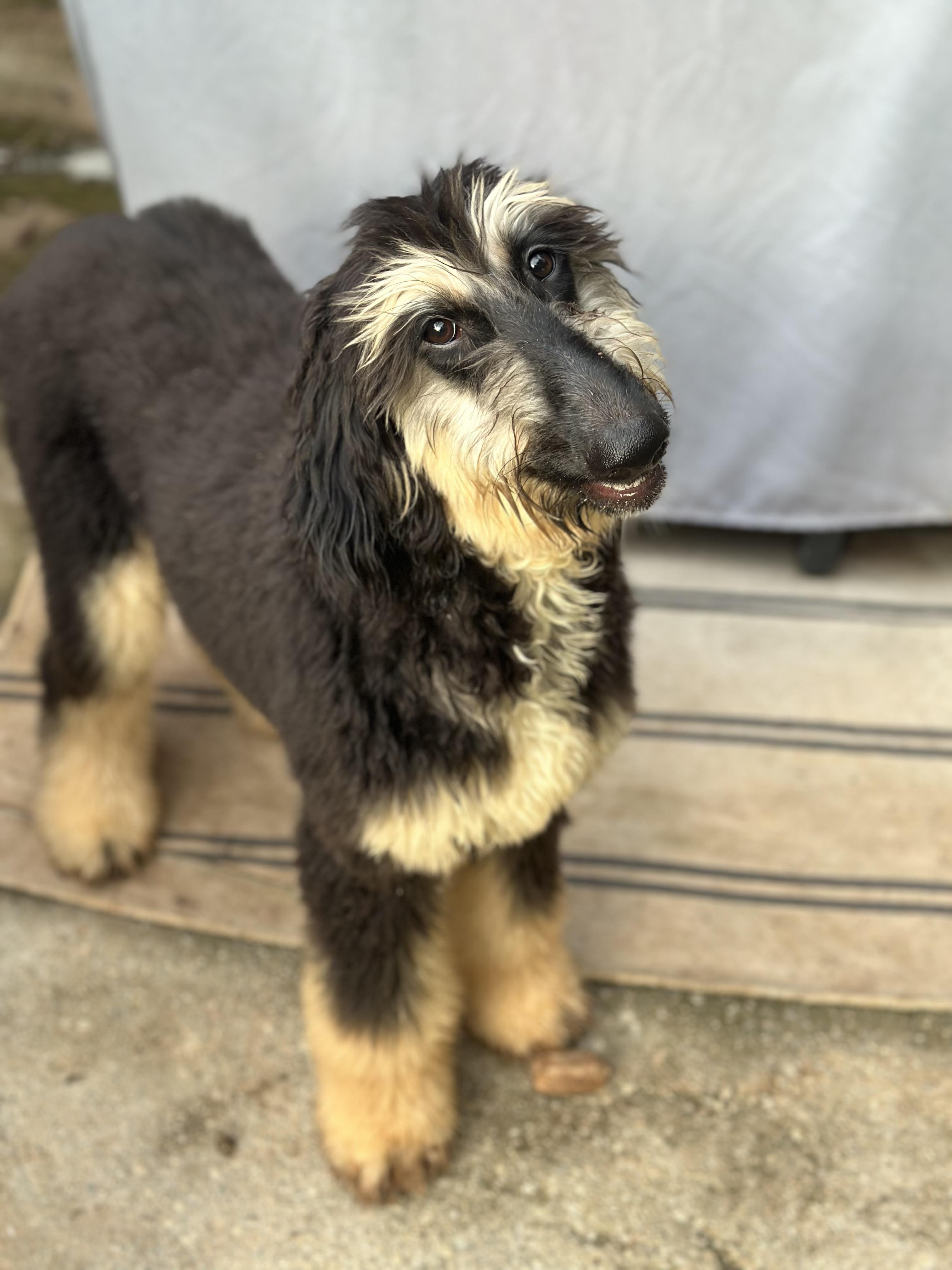 Enlarge Chippy, a ADOPTABLE Afghan Hound in Atlanta, GA image 4/5