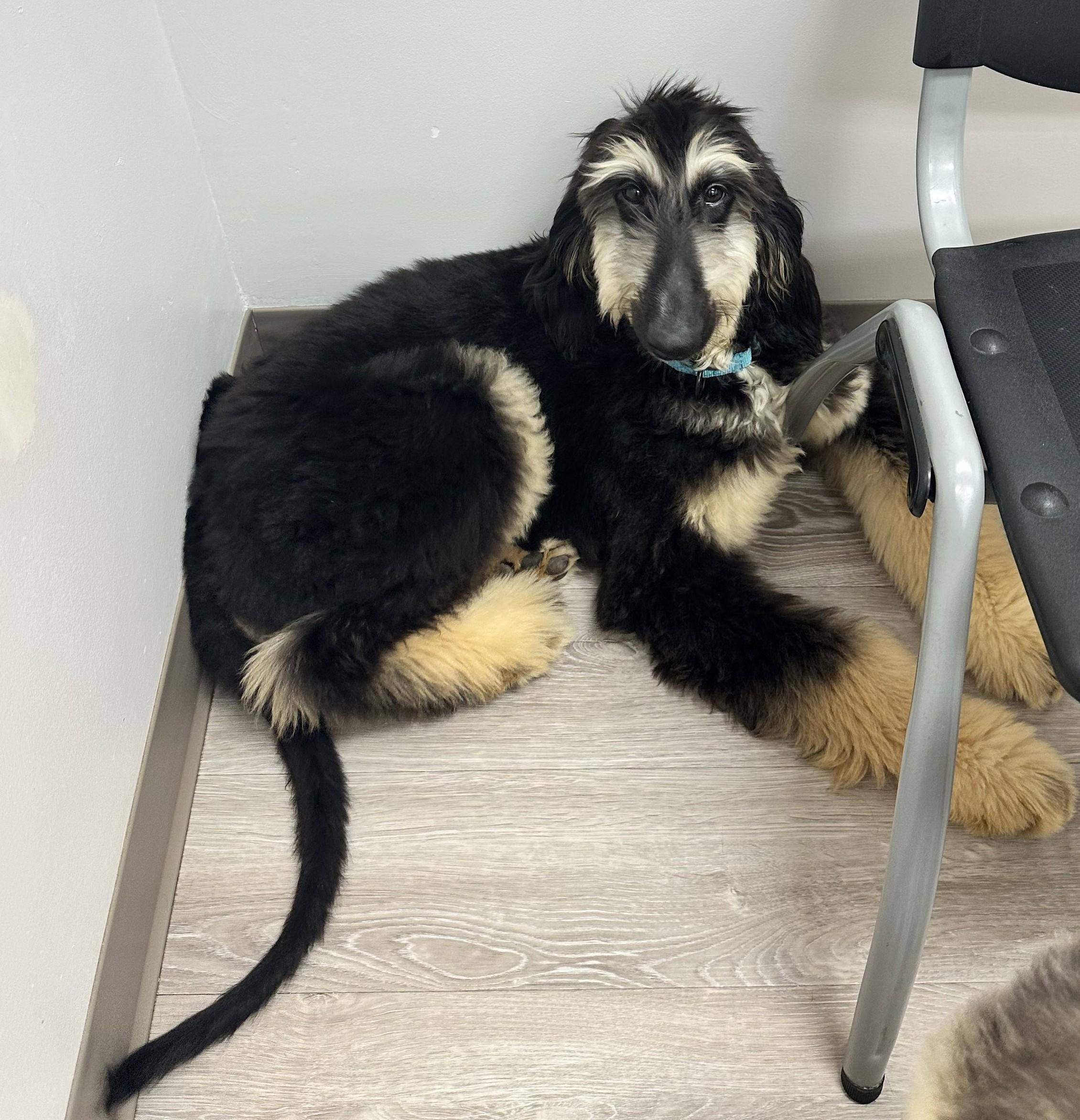 Enlarge Chippy, a ADOPTABLE Afghan Hound in Atlanta, GA image 3/5