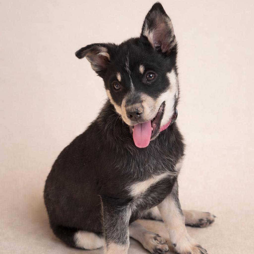 Blaze, a Adoptable Australian Cattle Dog / Blue Heeler in Phoenix, AZ image 1/2