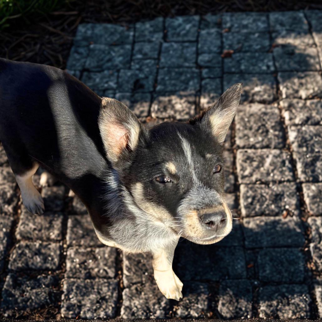 Blaze, a Adoptable Australian Cattle Dog / Blue Heeler in Phoenix, AZ image 2/2