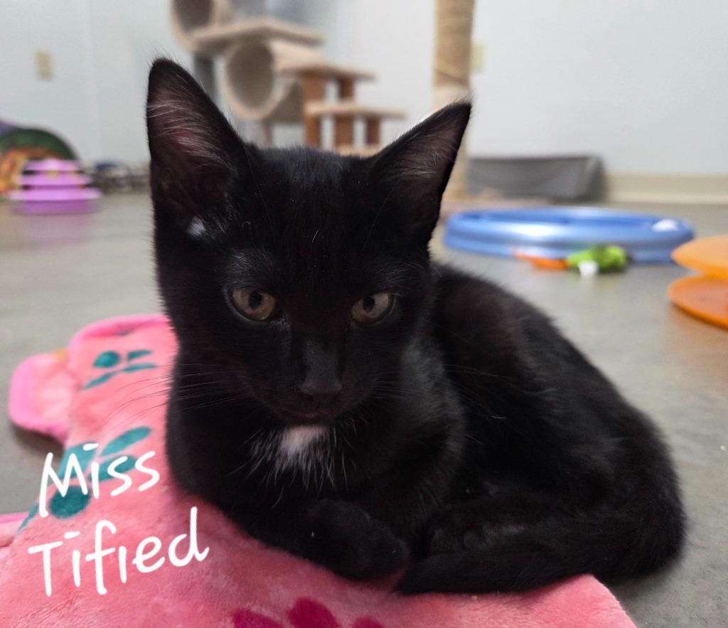 Miss Tified, Adopted, Kitten Female Domestic Short Hair.
