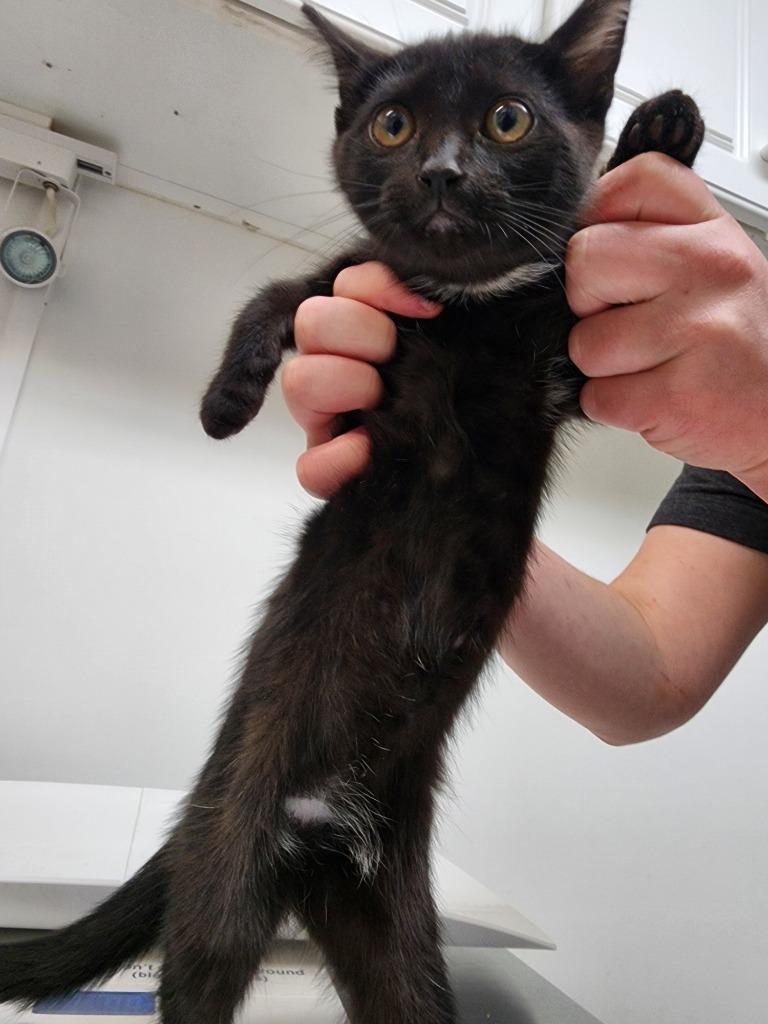 Enlarge Miss Tified, a Adopted mixed breed in Gold Beach, OR image 2/2