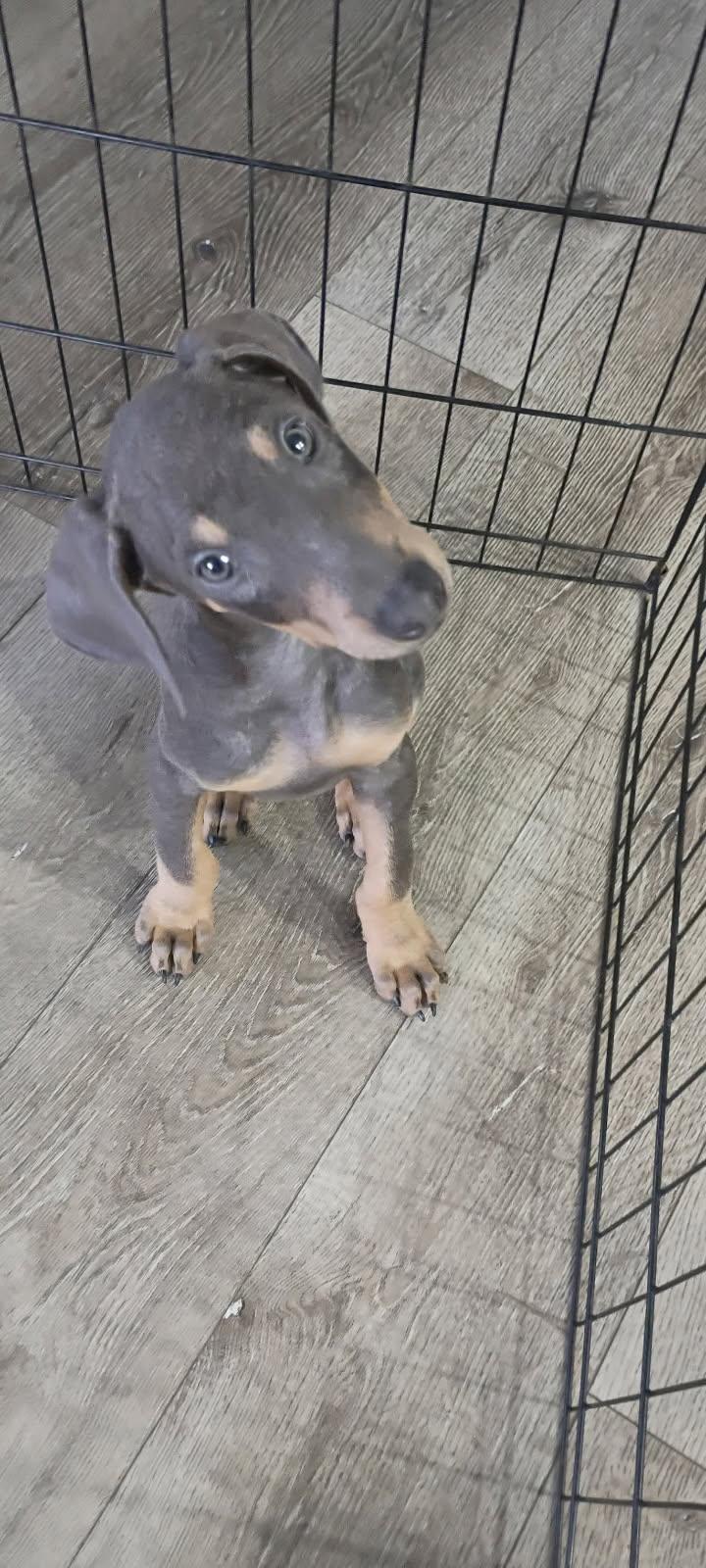 Milo, adopted, Puppy Male Doberman Pinscher.