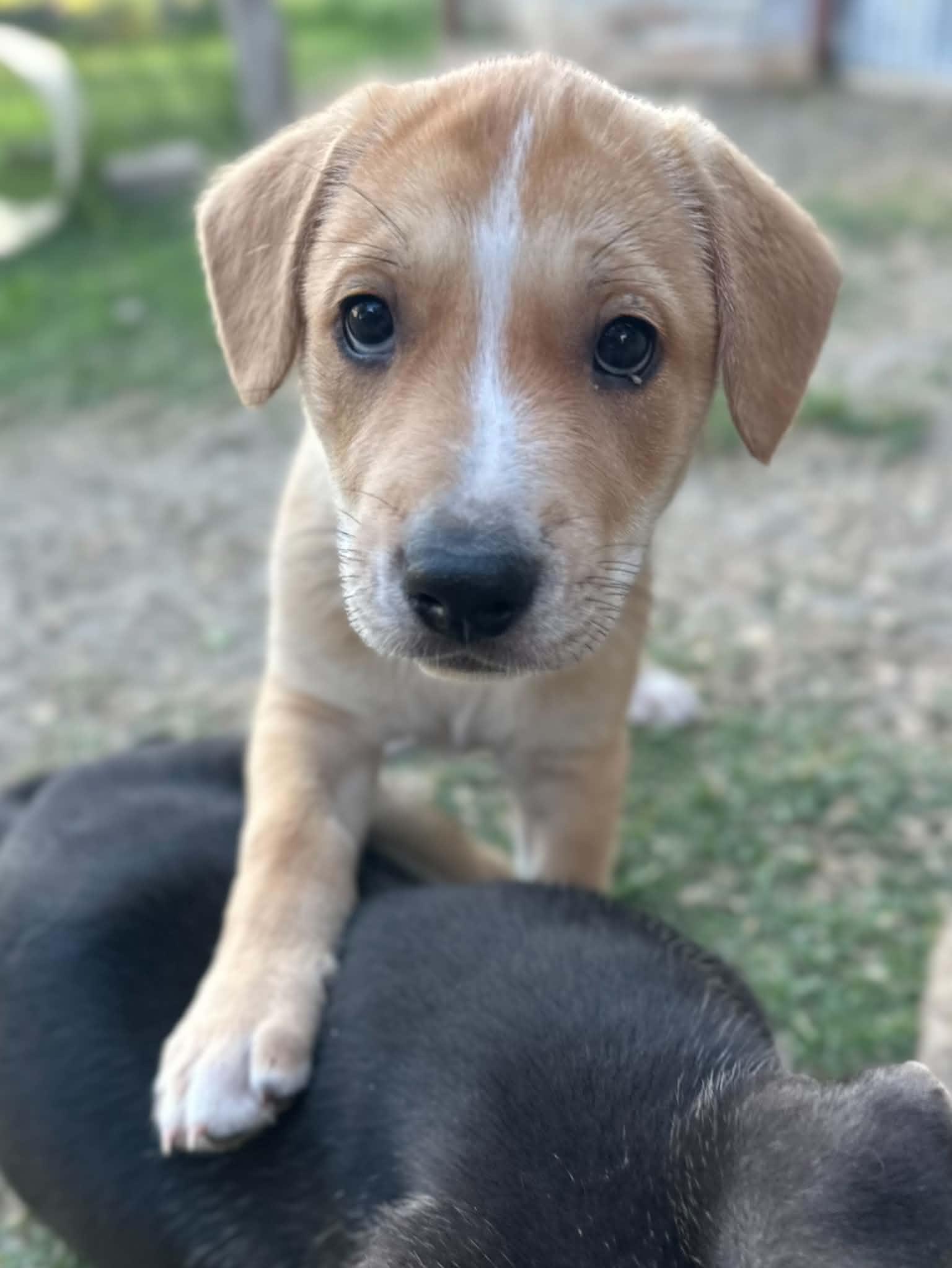 Inez, adopted, Puppy Female Shepherd & Mixed Breed.