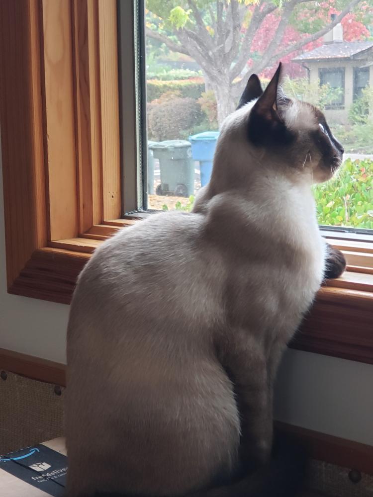 Jelly Bean, Adoptable, Young Male Siamese.