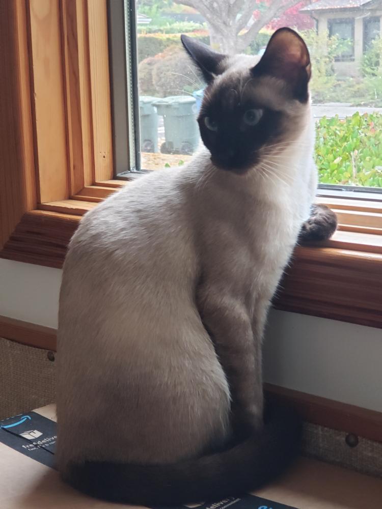 Enlarge Jelly Bean, a Adoptable Siamese in Palo Alto, CA image 2/3