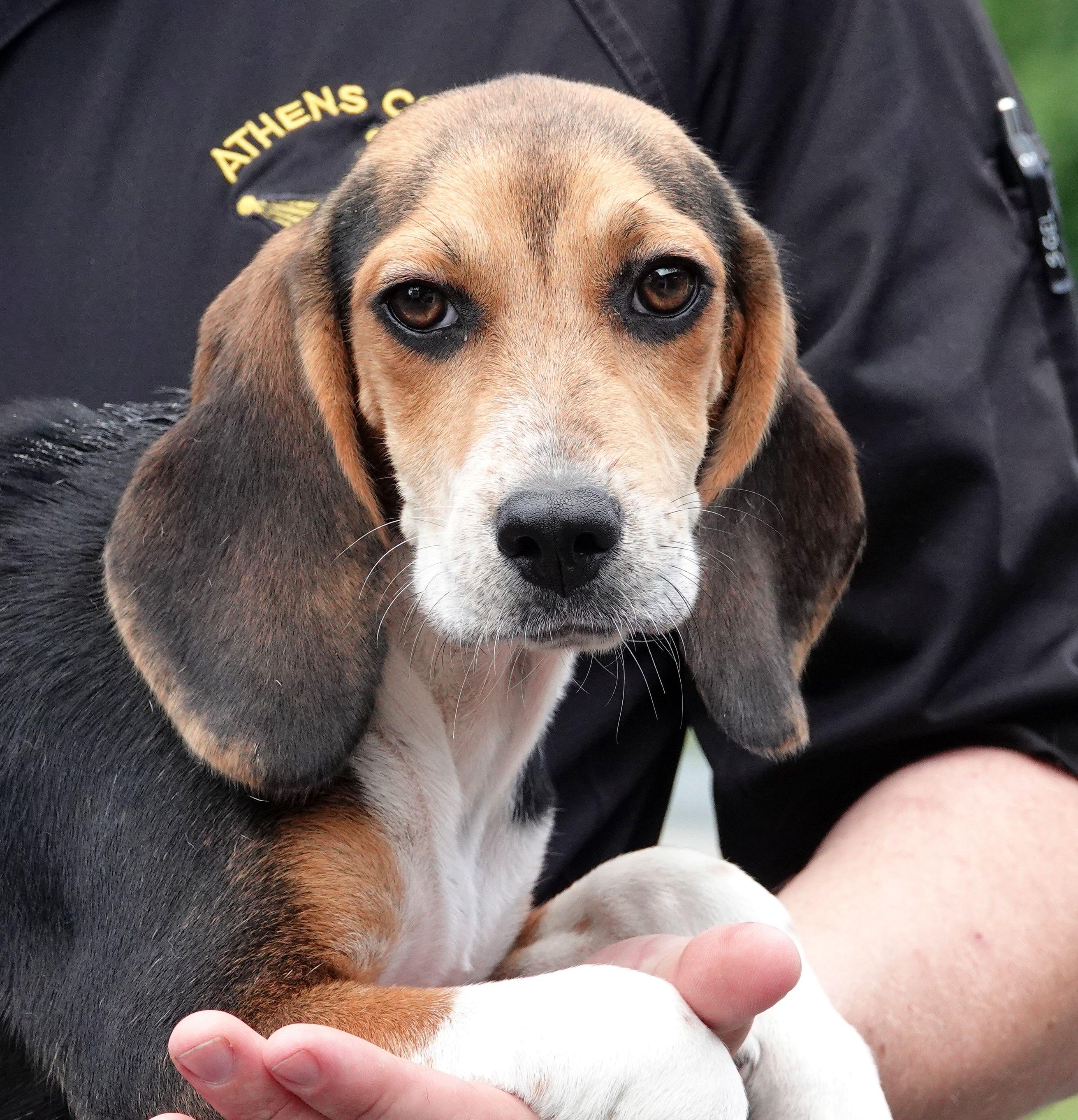 Sierra - ADOPTED, adopted, Puppy Female Beagle.