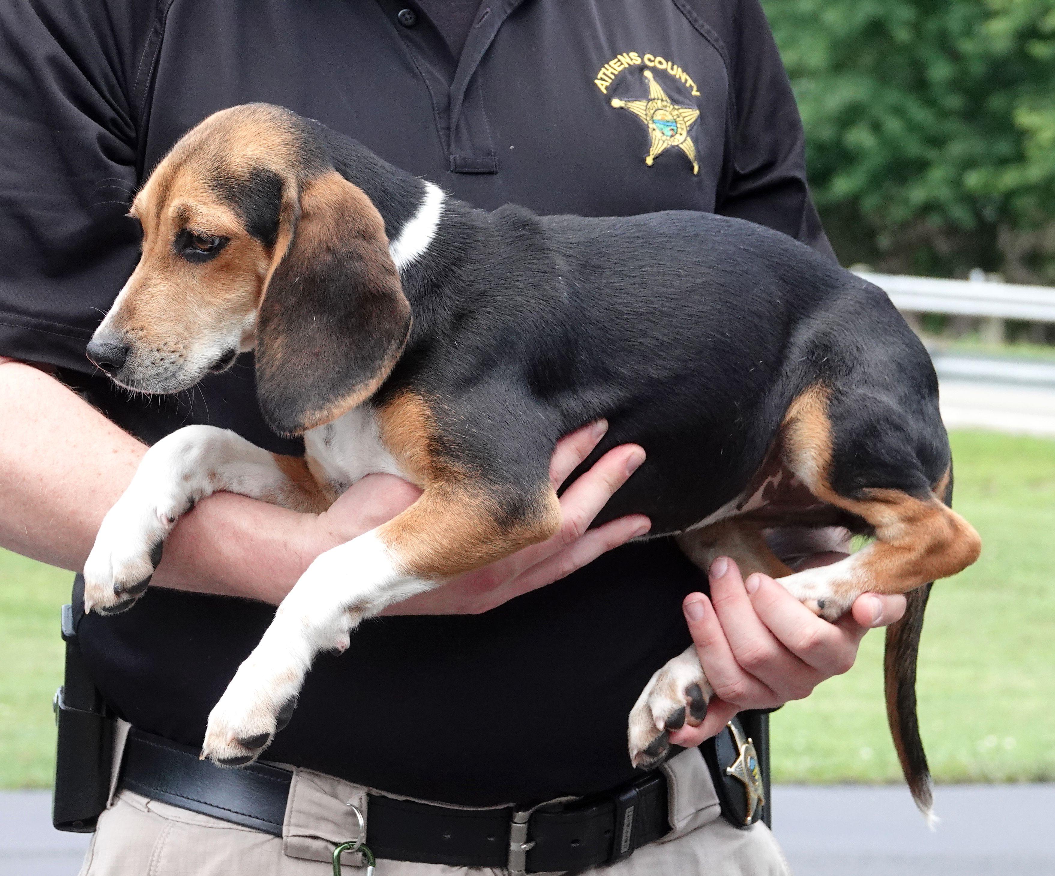 Enlarge Sierra - ADOPTED, an adopted Beagle in Millfield, OH image 3/3