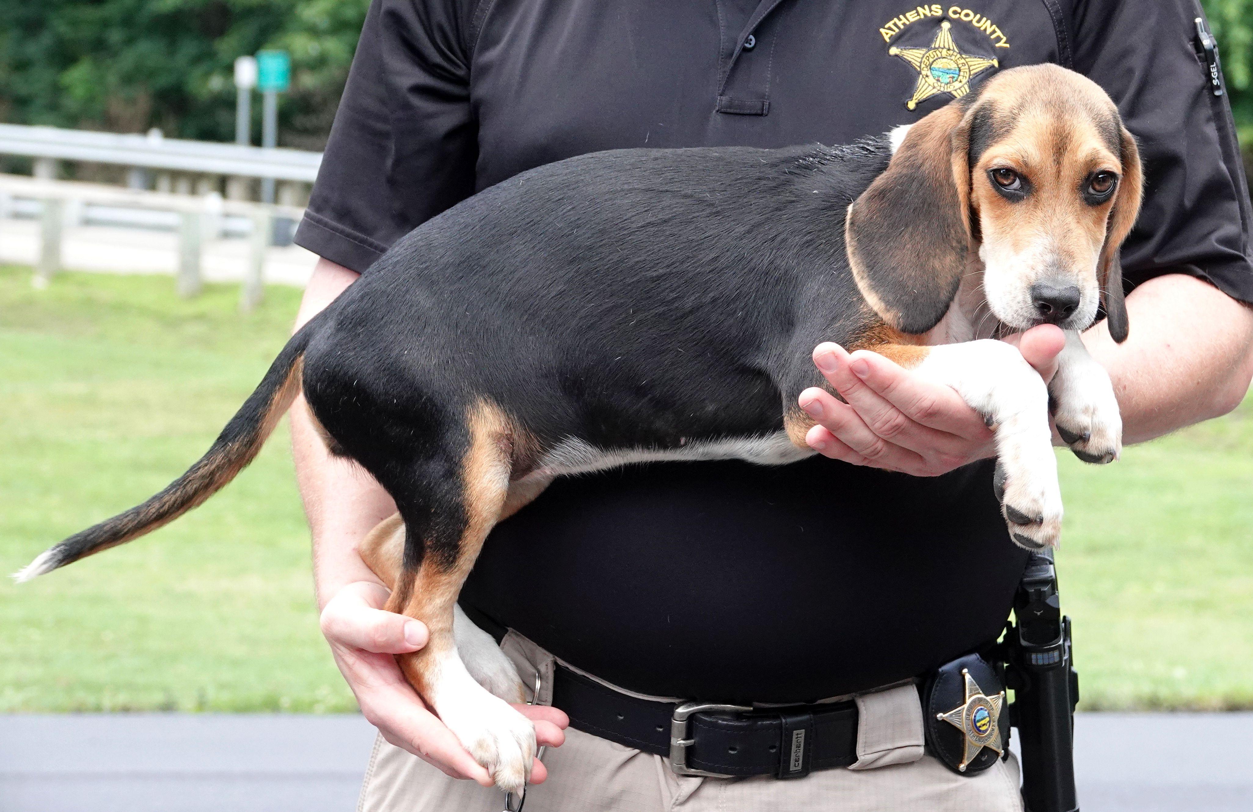 Enlarge Sierra - ADOPTED, an adopted Beagle in Millfield, OH image 2/3