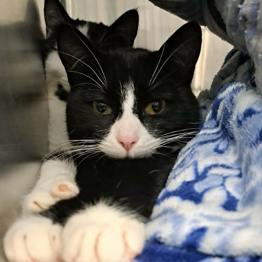 Lobster, a Adoptable Domestic Short Hair in Abbotsford, BC image 1/4