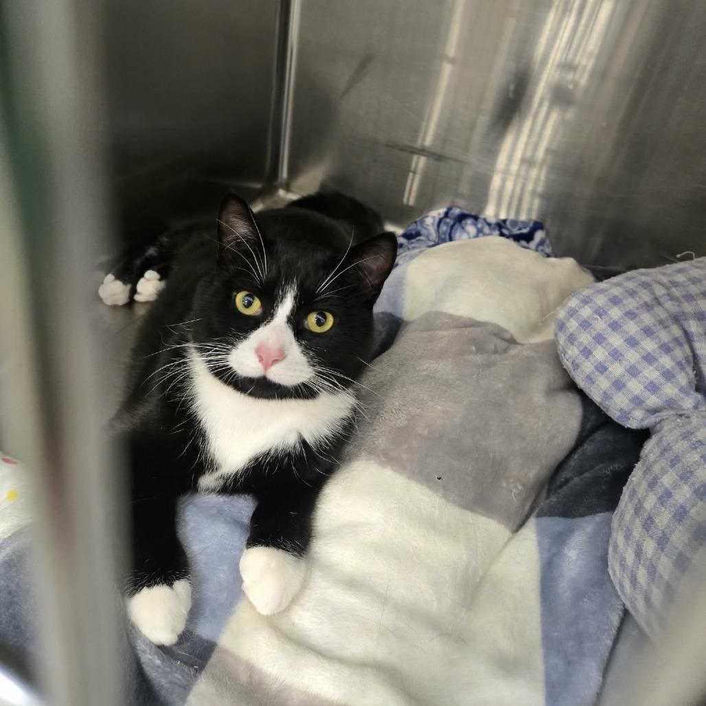 Lobster, a Adoptable Domestic Short Hair in Abbotsford, BC image 2/4