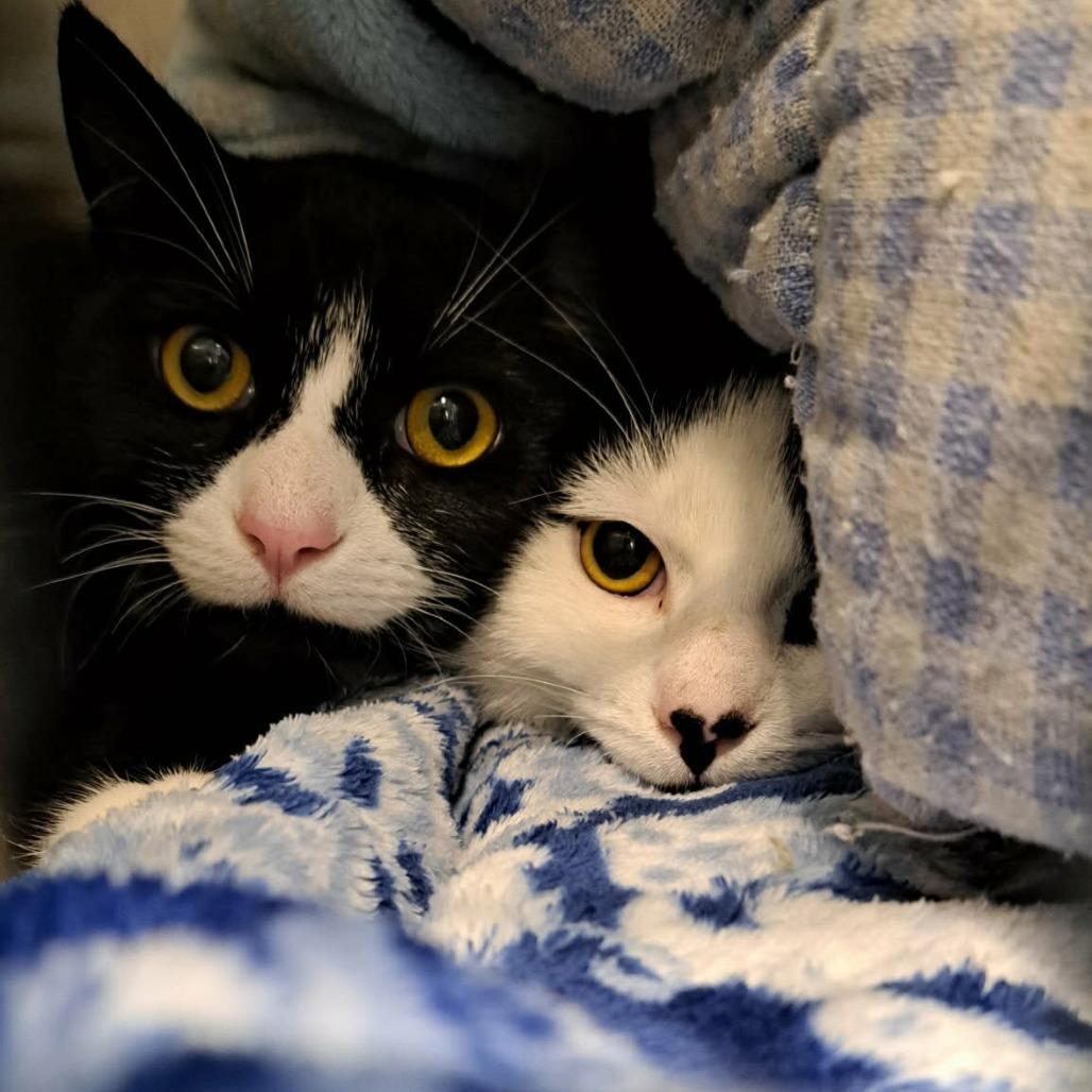 Lobster, a Adoptable Domestic Short Hair in Abbotsford, BC image 3/4