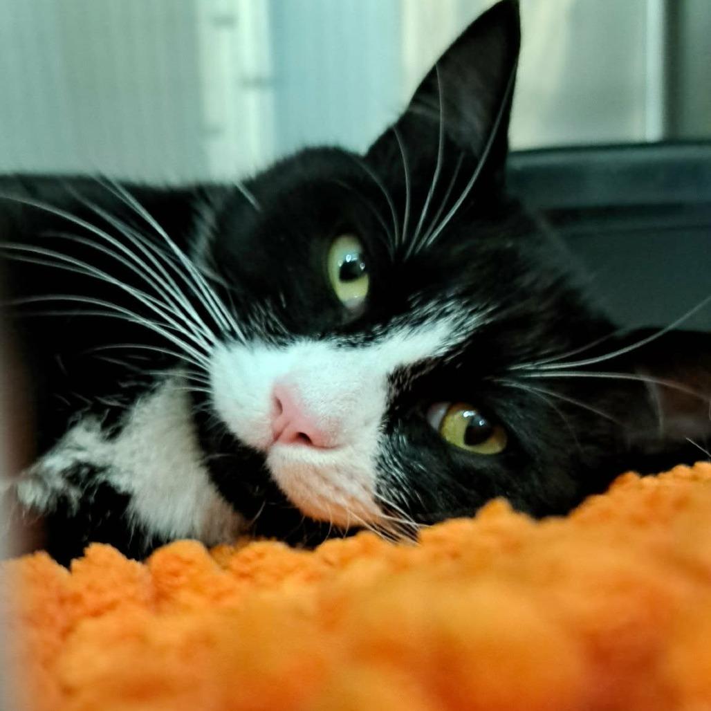 Lobster, a Adoptable Domestic Short Hair in Abbotsford, BC image 4/4