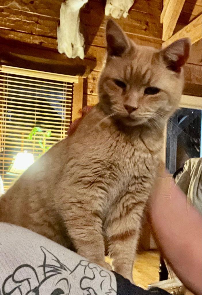 Gourd, a Adoptable Domestic Short Hair in Cromwell, KY image 1/3