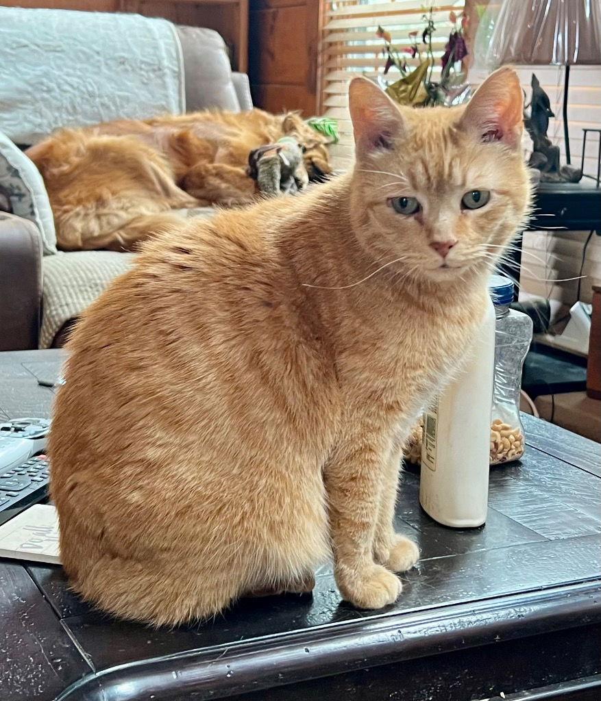 Gourd, a Adoptable Domestic Short Hair in Cromwell, KY image 2/3