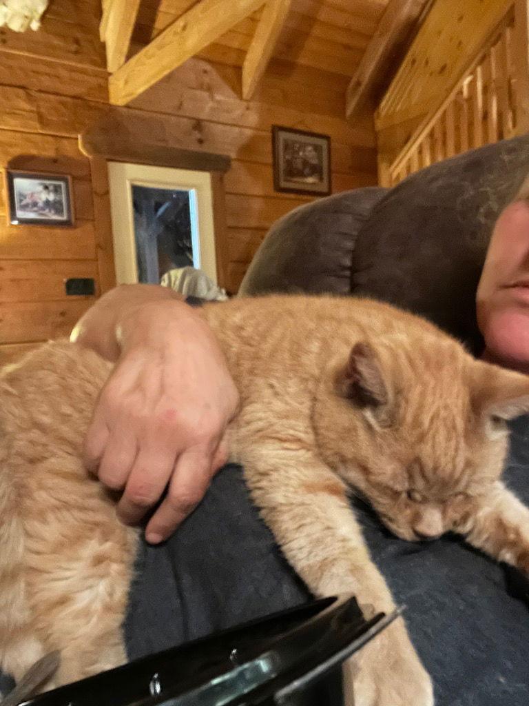 Gourd, a Adoptable Domestic Short Hair in Cromwell, KY image 3/3