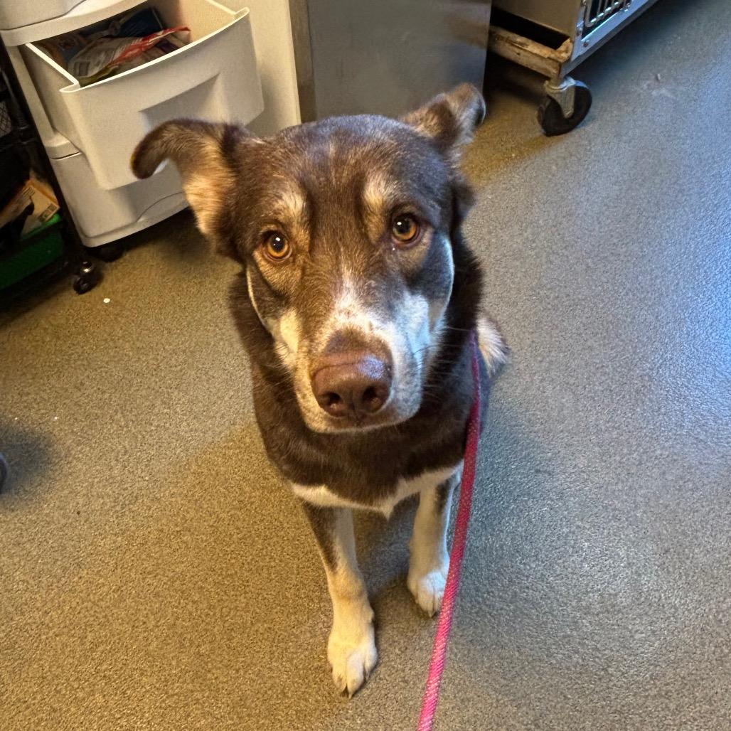 Enlarge Bryan, a Adoptable mixed breed in Council Bluffs, IA image 1/3