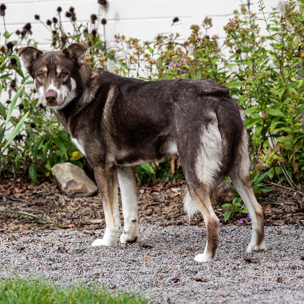 Enlarge Bryan, a Adoptable mixed breed in Council Bluffs, IA image 2/3