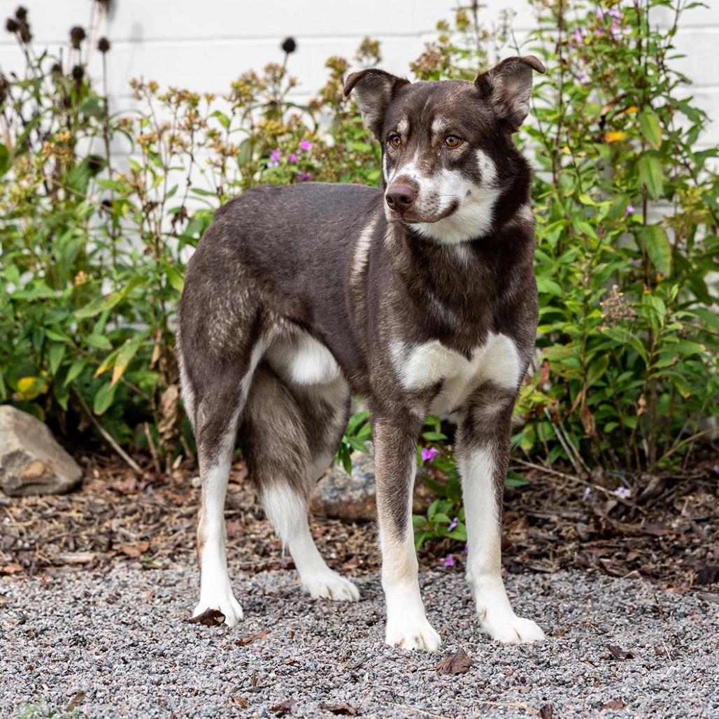 Enlarge Bryan, a Adoptable mixed breed in Council Bluffs, IA image 3/3