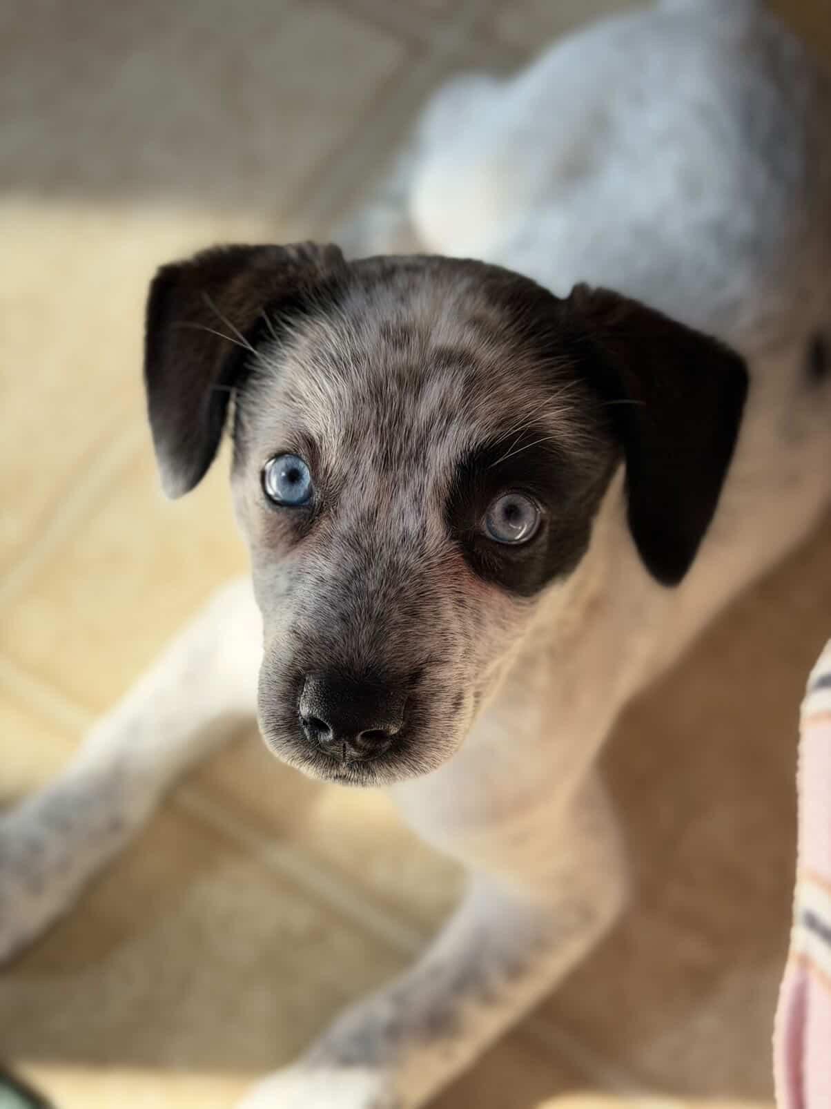 Enlarge Poppy, a ADOPTABLE mixed breed in Simsbury, CT image 2/5