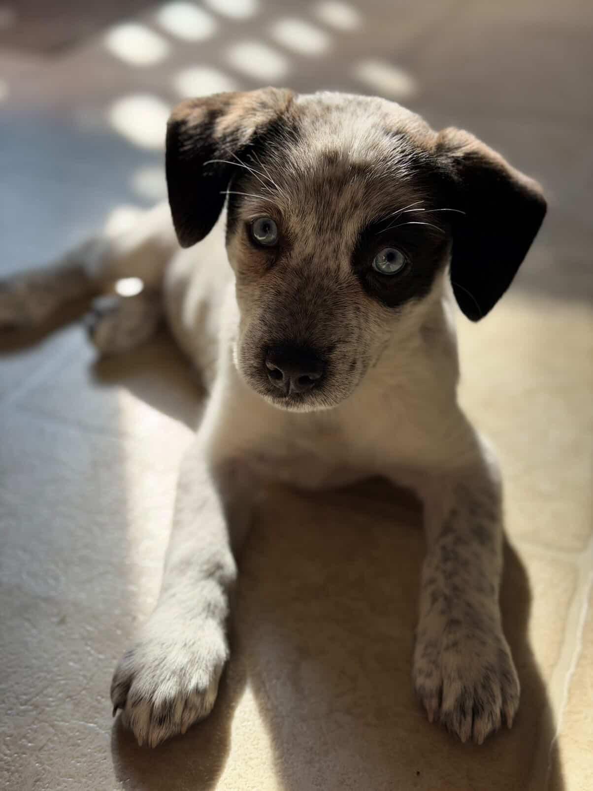 Enlarge Poppy, a ADOPTABLE mixed breed in Simsbury, CT image 4/5