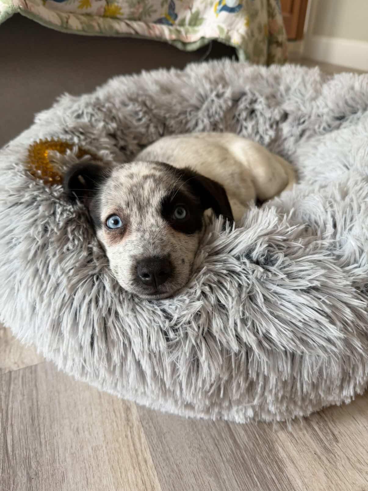 Poppy, ADOPTABLE, Puppy Female Husky & Cattle Dog.