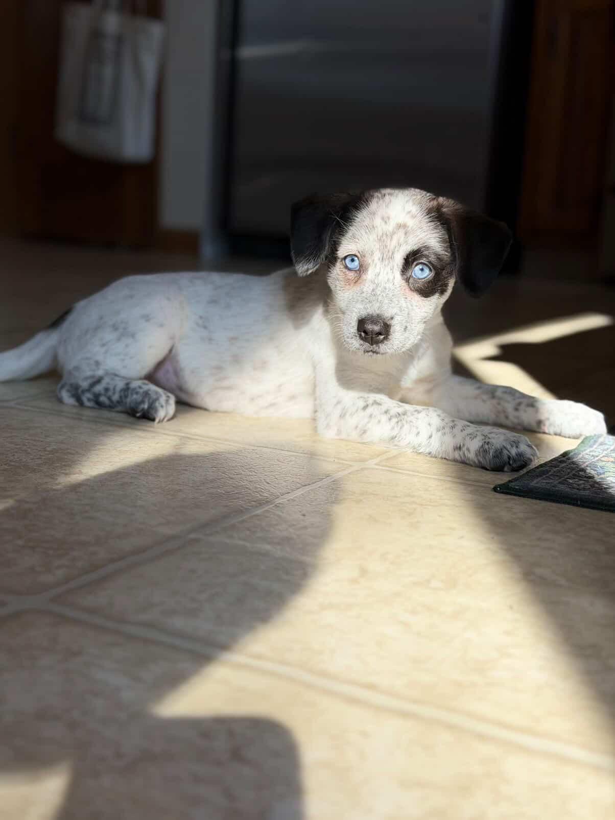 Enlarge Poppy, a ADOPTABLE mixed breed in Simsbury, CT image 3/5