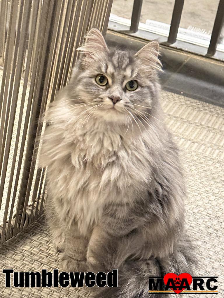 Tumbleweed, Adoptable, Young Female Domestic Long Hair.