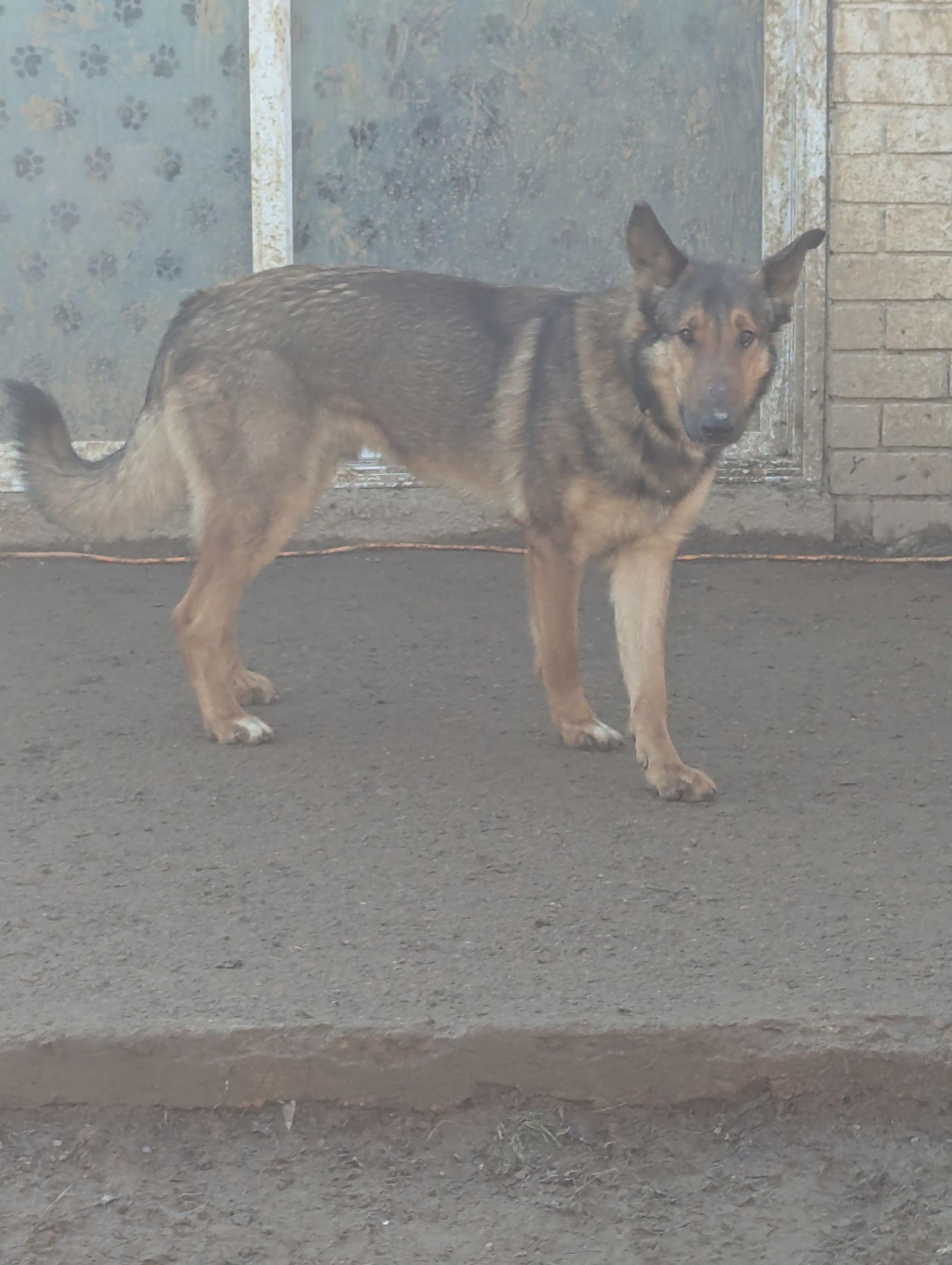 Sam, a Adopted mixed breed in Munford, TN image 2/3
