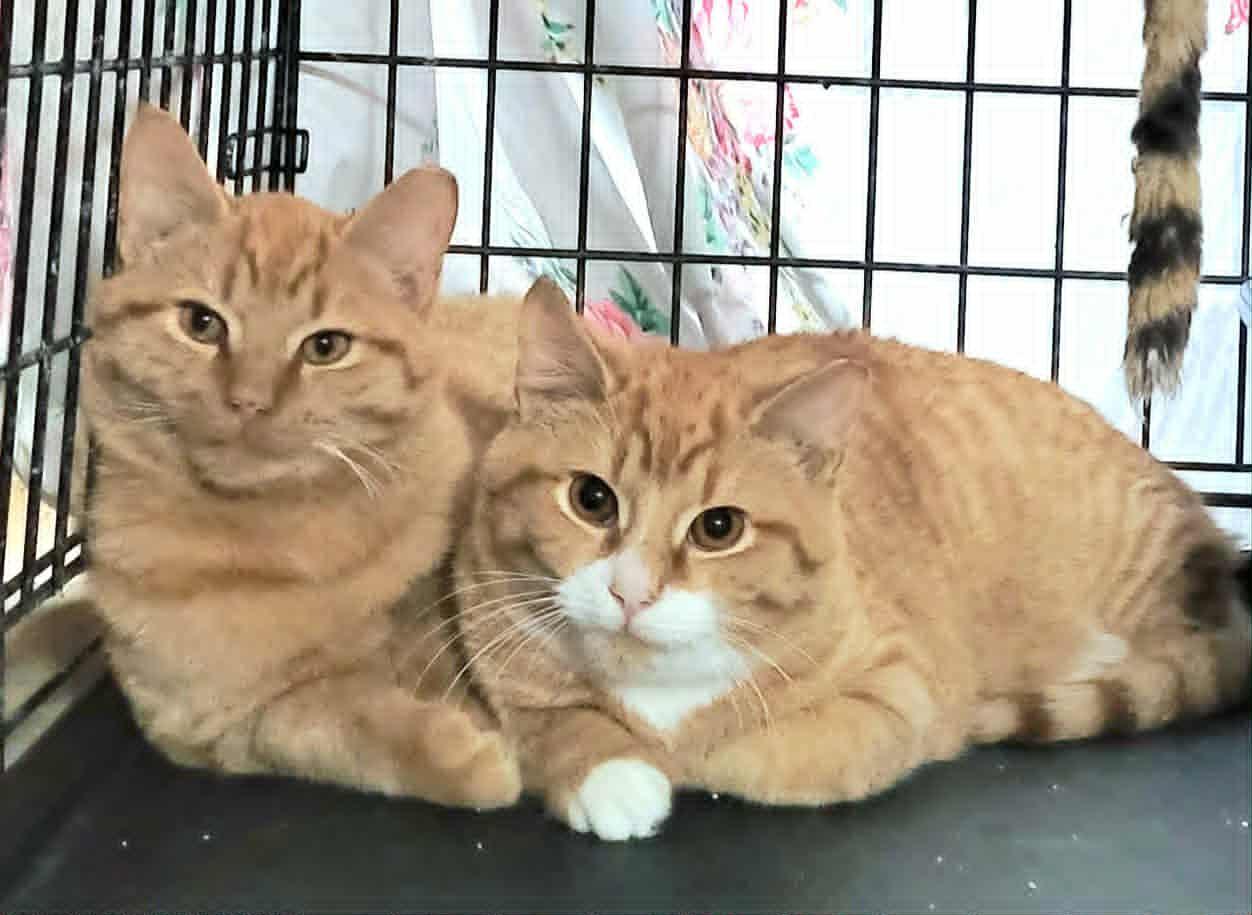 Enlarge Bonded Brothers - Jesse & Rory, a Adoptable mixed breed in Abington, PA image 1/2