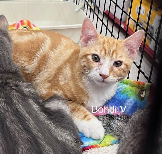 Bohdi V, Adopted, Young Male Domestic Short Hair.