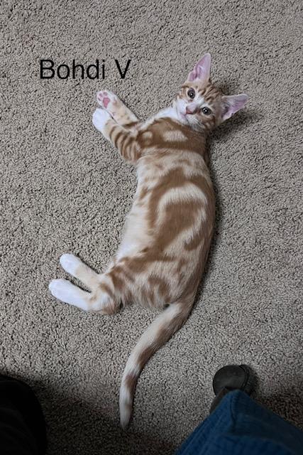 Enlarge Bohdi V, a Adopted Domestic Short Hair in Sacramento, CA image 2/3