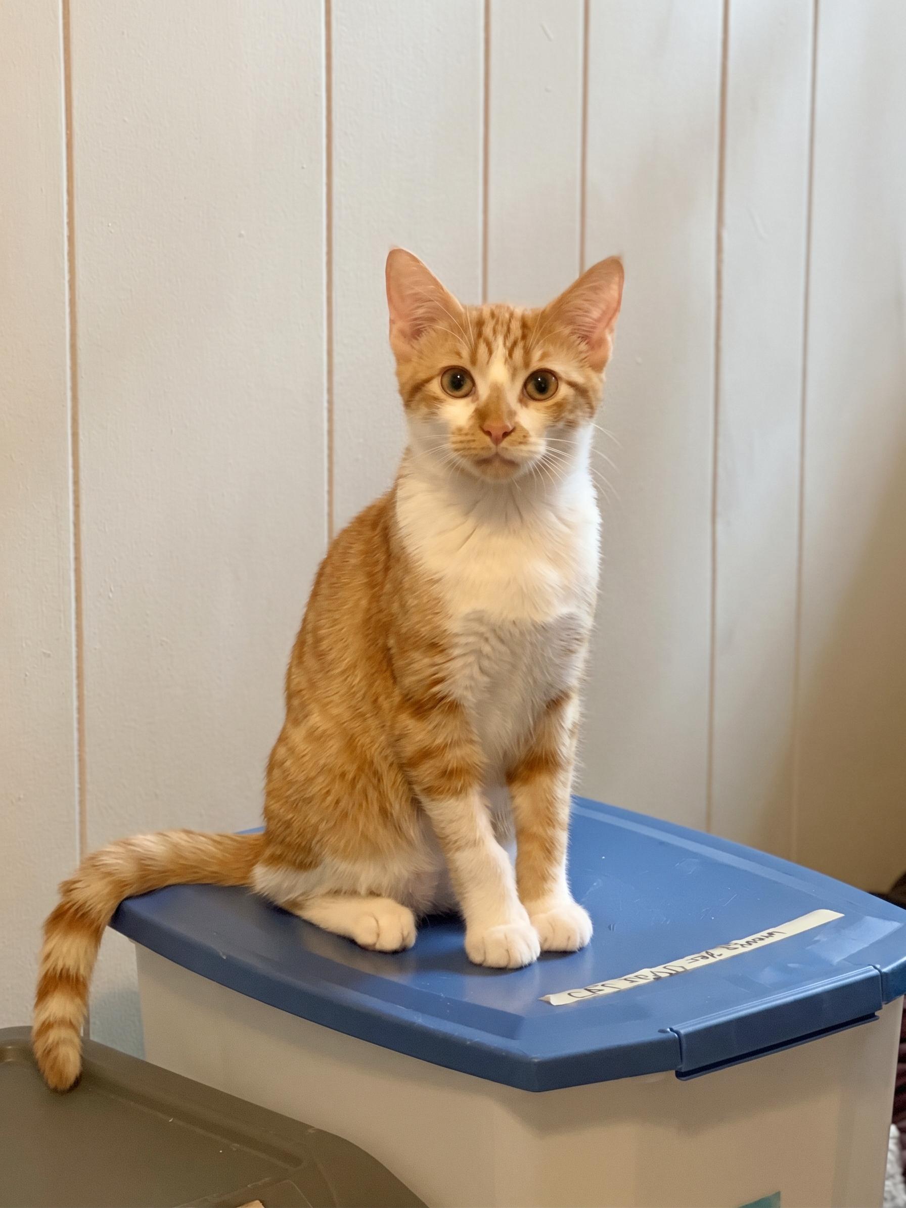 Enlarge Havarti, a Adoptable American Shorthair in Newburgh, NY image 2/6