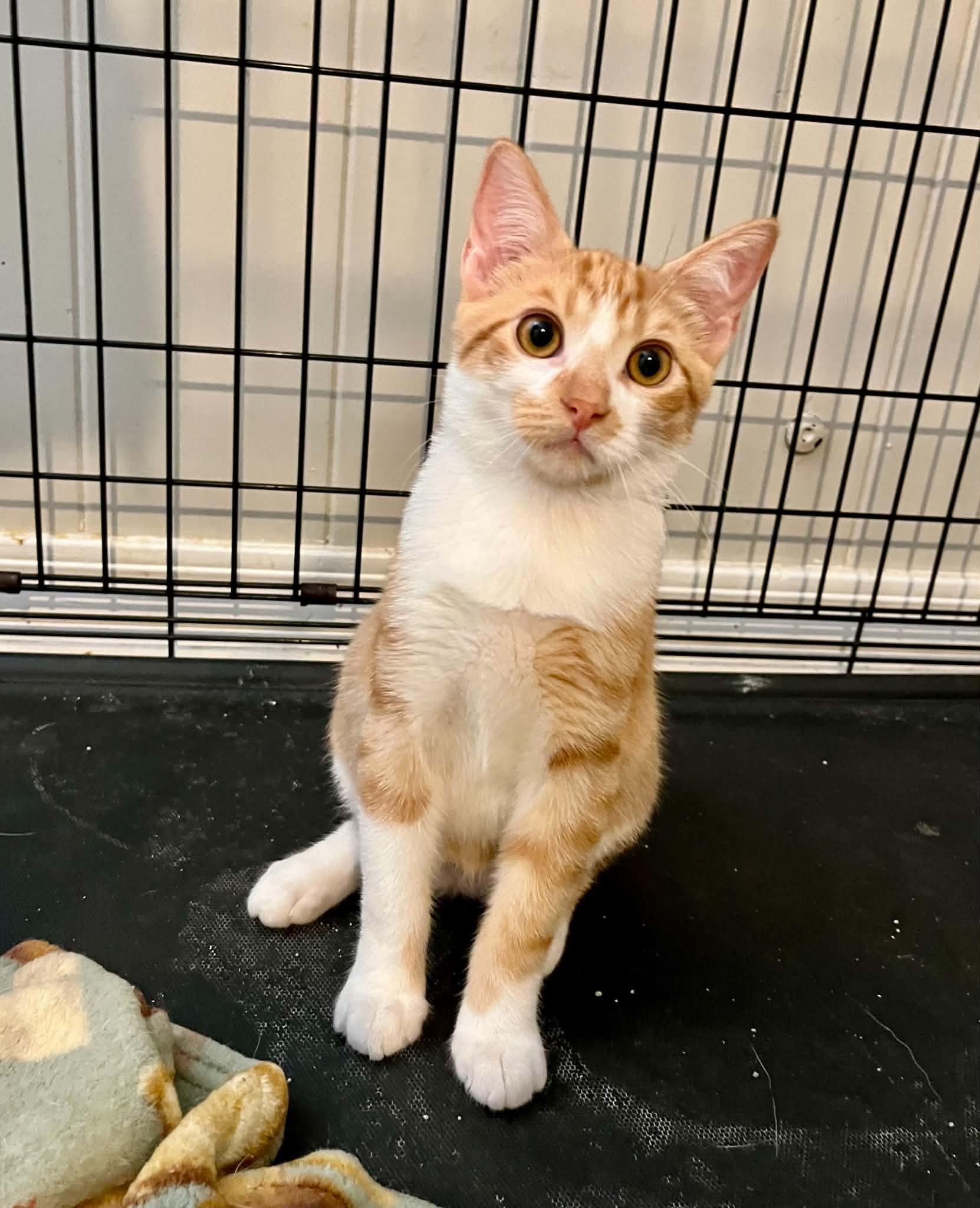 Enlarge Havarti, a Adoptable American Shorthair in Newburgh, NY image 5/6