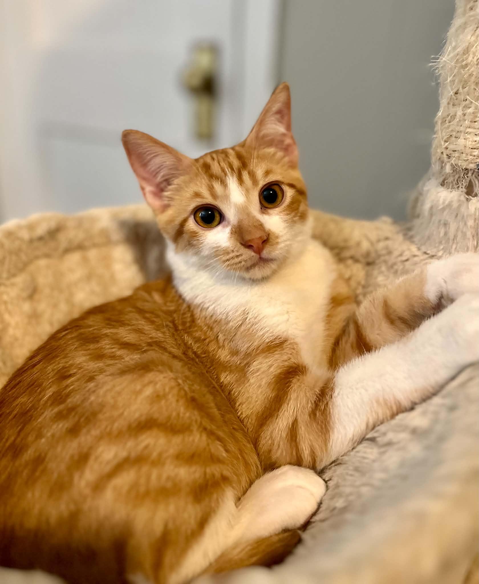 Enlarge Havarti, a Adoptable American Shorthair in Newburgh, NY image 1/6