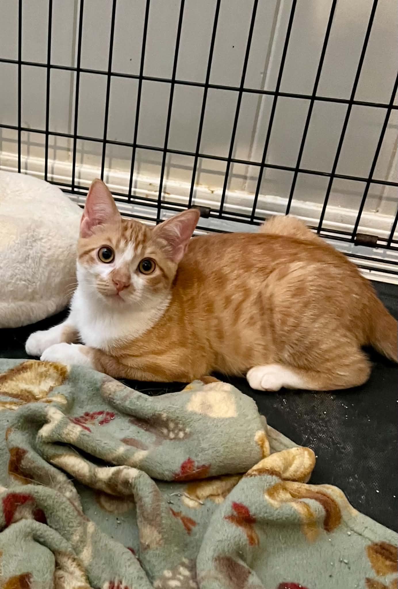Enlarge Havarti, a Adoptable American Shorthair in Newburgh, NY image 3/6