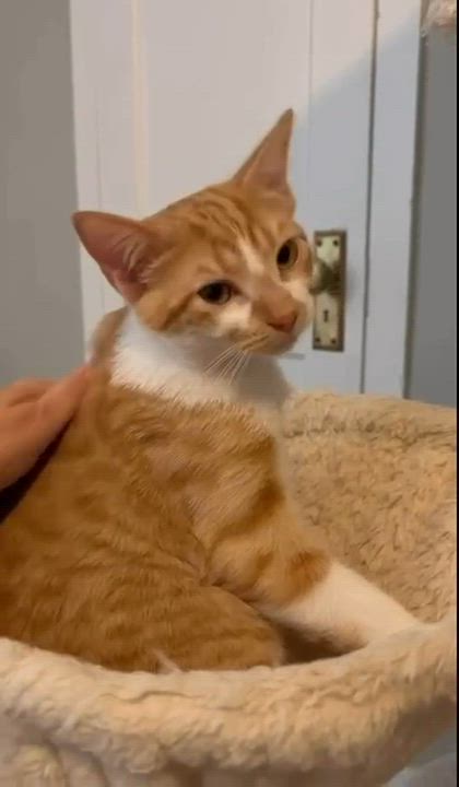 Enlarge Havarti, a Adoptable American Shorthair in Newburgh, NY video 6/6