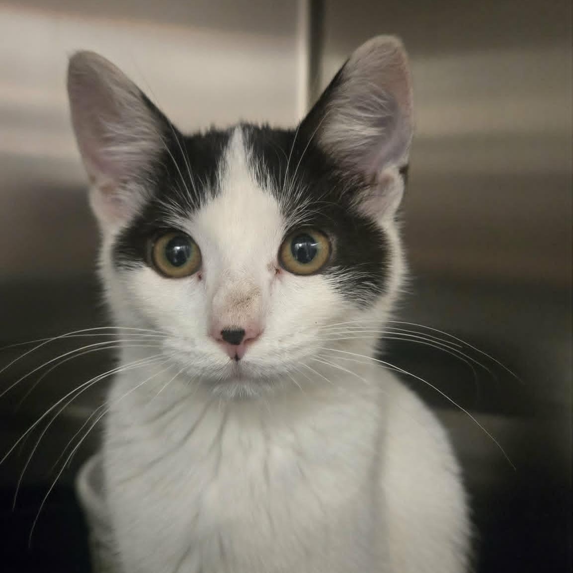Coraline, a ADOPTABLE Domestic Short Hair in Martinsville, IN image 5/5