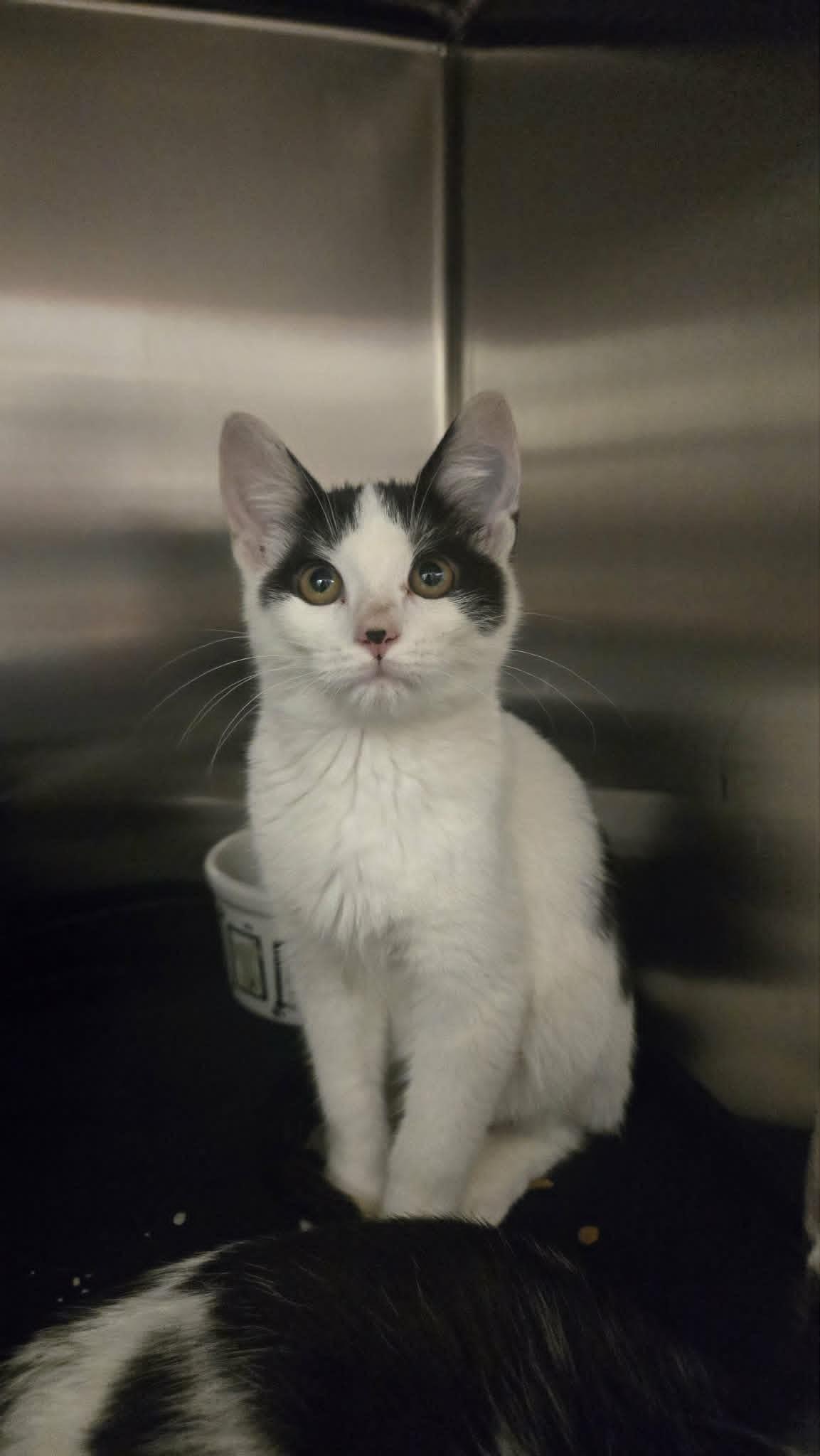 Coraline, a ADOPTABLE Domestic Short Hair in Martinsville, IN image 4/5