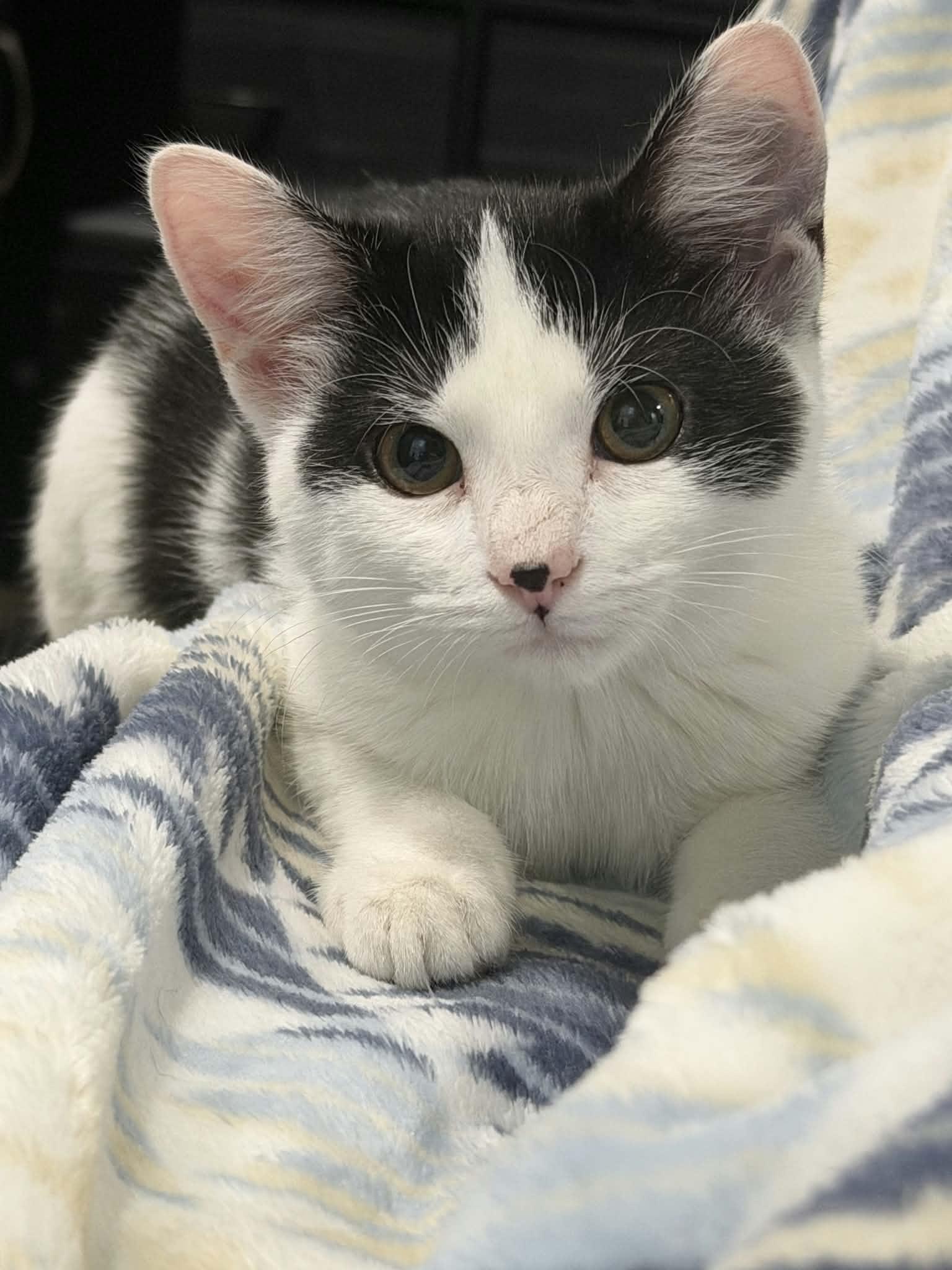 Coraline, a ADOPTABLE Domestic Short Hair in Martinsville, IN image 2/5