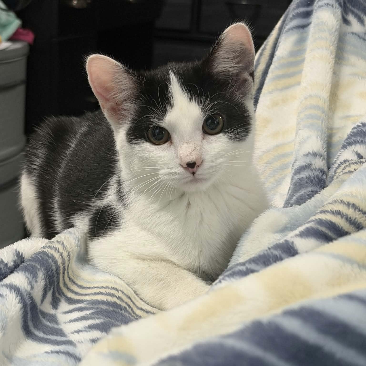 Coraline, a ADOPTABLE Domestic Short Hair in Martinsville, IN image 1/5