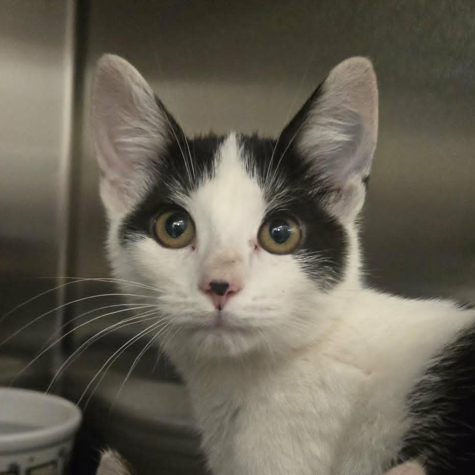 Coraline, a ADOPTABLE Domestic Short Hair in Martinsville, IN image 3/5