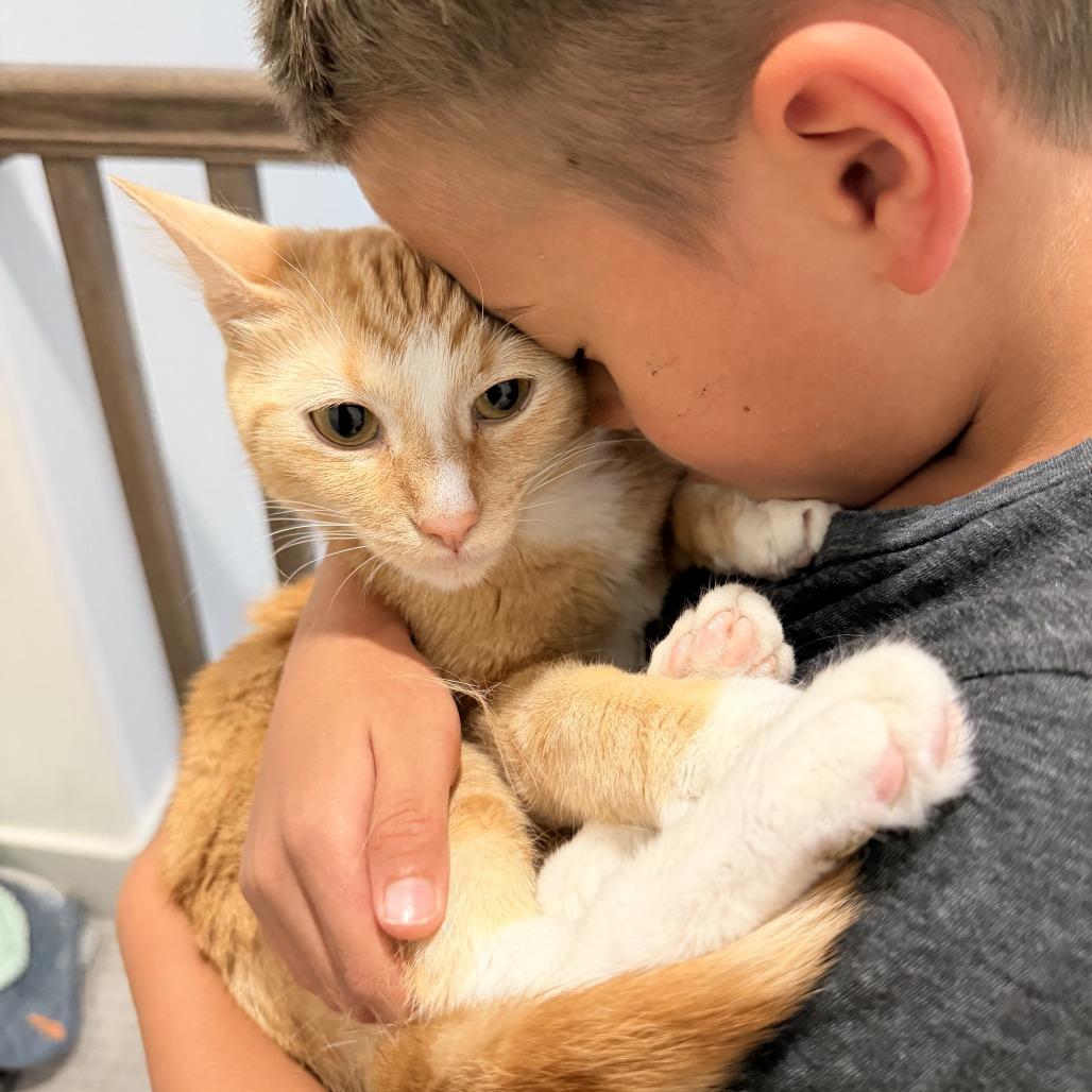 Caravan Jessup, Adoptable, Adult Female Domestic Short Hair.