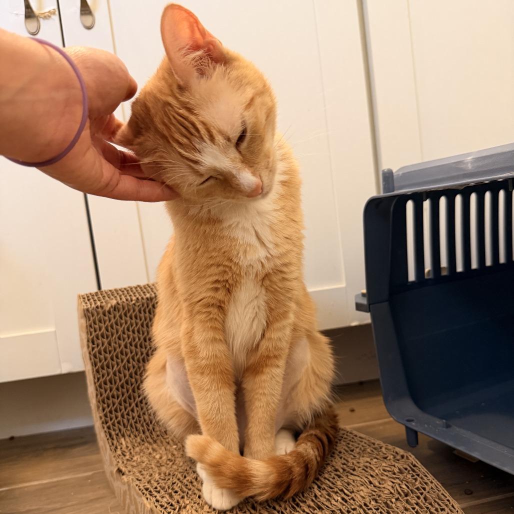 Enlarge Caravan Jessup, a Adoptable Domestic Short Hair in Eagle Mountain, UT image 2/6