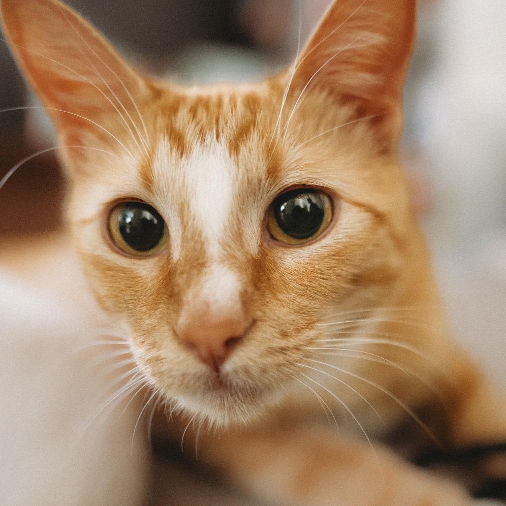 Enlarge Caravan Jessup, a Adoptable Domestic Short Hair in Eagle Mountain, UT image 3/6