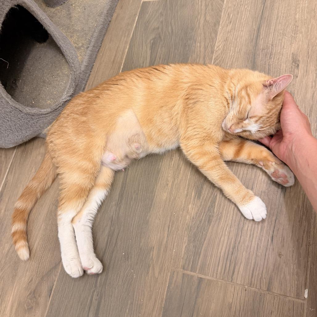 Enlarge Caravan Jessup, a Adoptable Domestic Short Hair in Eagle Mountain, UT image 4/6
