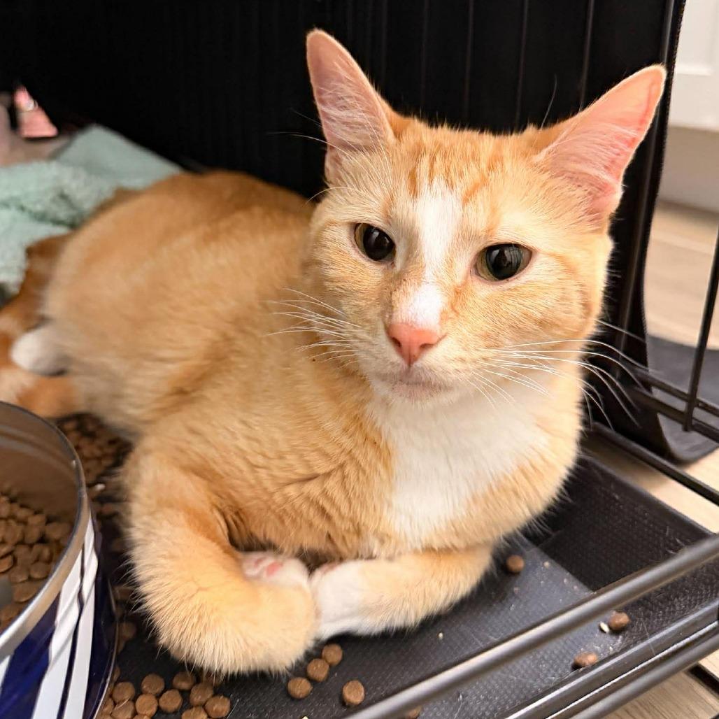 Enlarge Caravan Jessup, a Adoptable Domestic Short Hair in Eagle Mountain, UT image 5/6