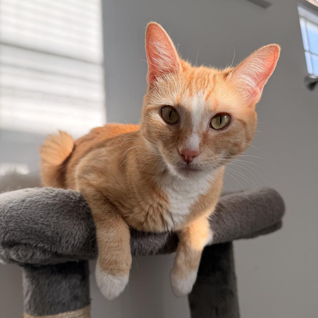 Enlarge Caravan Jessup, a Adoptable Domestic Short Hair in Eagle Mountain, UT image 6/6