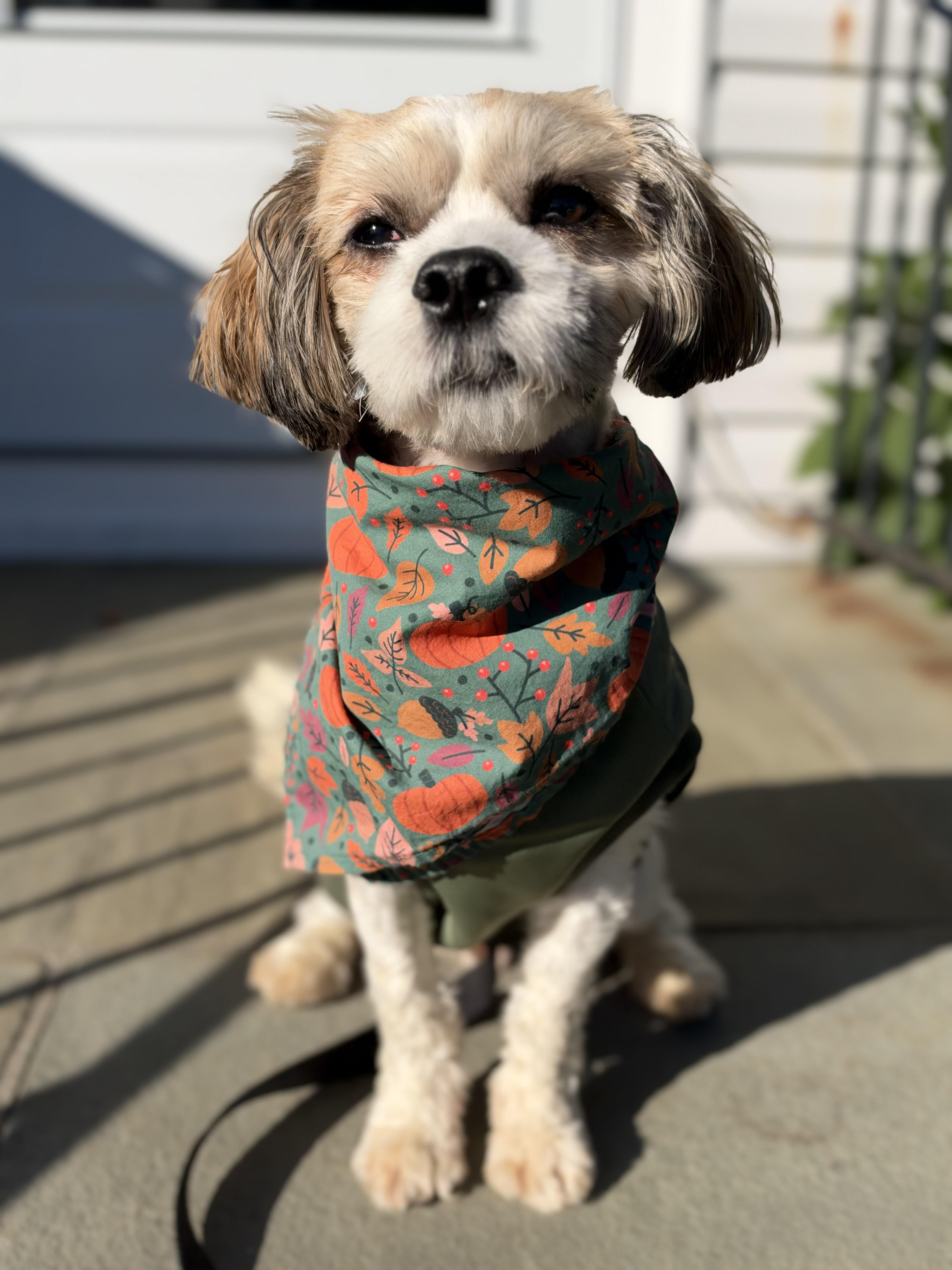 Enlarge Charlie, a Adoptable mixed breed in Thornwood, NY image 3/6